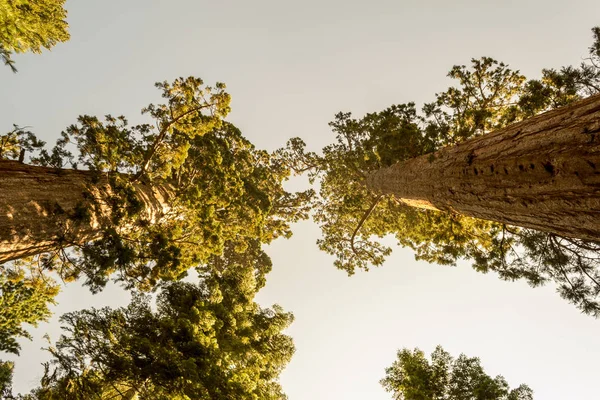 Mariposa Grove Yosemite National Park Bevat Meer Dan 100 Volwassen — Stockfoto