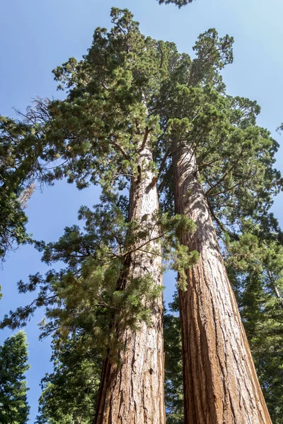 Mariposa Grove Yosemite National Park Bevat Meer Dan 100 Volwassen — Stockfoto