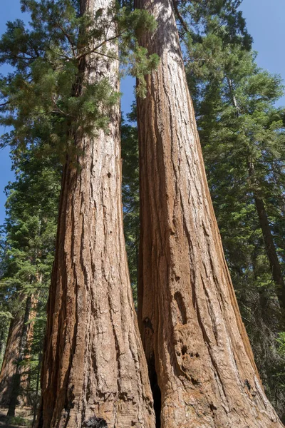 Mariposa Grove Yosemite National Park Bevat Meer Dan 100 Volwassen — Stockfoto