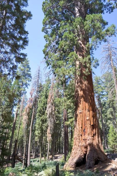 Mariposa Grove Yosemite Nemzeti Park Tartalmaz Több Mint 100 Érett — Stock Fotó