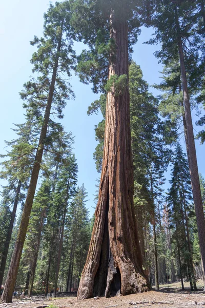 Mariposa Grove Yosemite Nemzeti Park Tartalmaz Több Mint 100 Érett — Stock Fotó