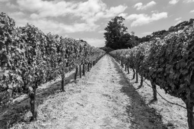 Sonoma Vadisi dünyaca ünlü için onun şarap imalathaneleri olduğunu