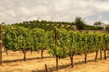 Sonoma Vadisi dünyaca ünlü için onun şarap imalathaneleri olduğunu