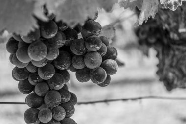 Sonoma Vadisi dünyaca ünlü için onun şarap imalathaneleri olduğunu