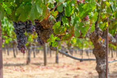Sonoma Vadisi dünyaca ünlü için onun şarap imalathaneleri olduğunu