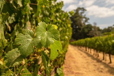 Sonoma Vadisi dünyaca ünlü için onun şarap imalathaneleri olduğunu