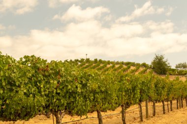 Sonoma Vadisi dünyaca ünlü için onun şarap imalathaneleri olduğunu