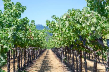 Sonoma Vadisi dünyaca ünlü için onun şarap imalathaneleri olduğunu