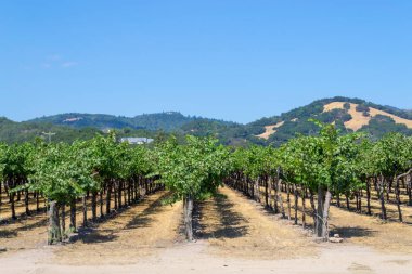Sonoma Vadisi dünyaca ünlü için onun şarap imalathaneleri olduğunu