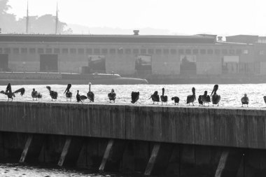 San Francisco, Kaliforniya Eyaleti ABD'de Batı kıyısında yer almaktadır