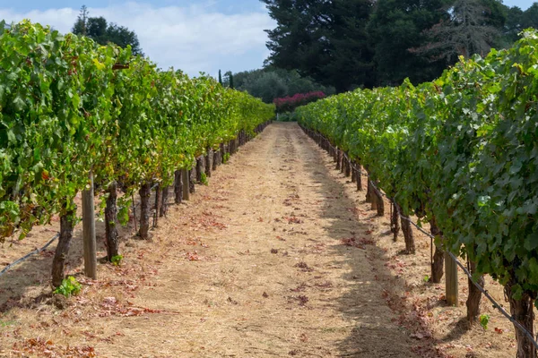 Sonoma Tal Ist Weltberühmt Für Seine Weingüter — Stockfoto