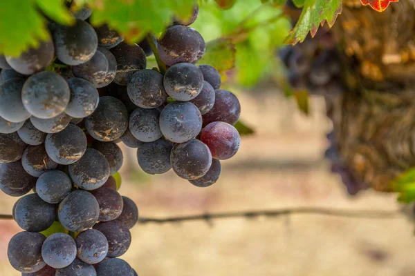 Sonoma Vadisi Dünyaca Ünlü Için Onun Şarap Imalathaneleri Olduğunu — Stok fotoğraf