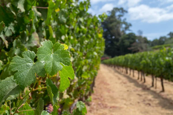 Sonoma Vadisi Dünyaca Ünlü Için Onun Şarap Imalathaneleri Olduğunu — Stok fotoğraf