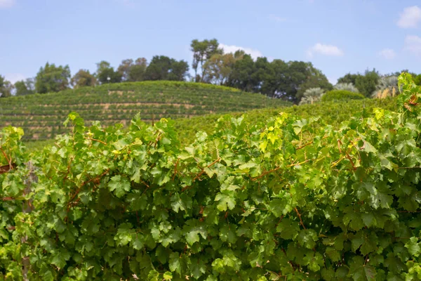 Valle Sonoma Mundialmente Conocido Por Sus Bodegas — Foto de Stock