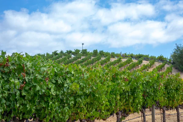 Sonoma Vadisi Dünyaca Ünlü Için Onun Şarap Imalathaneleri Olduğunu — Stok fotoğraf