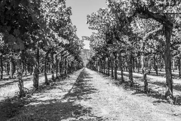 Sonoma Vadisi Dünyaca Ünlü Için Onun Şarap Imalathaneleri Olduğunu — Stok fotoğraf