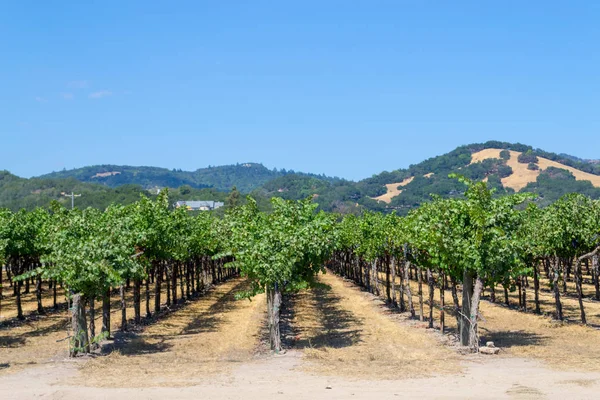 Valle Sonoma Mundialmente Conocido Por Sus Bodegas — Foto de Stock