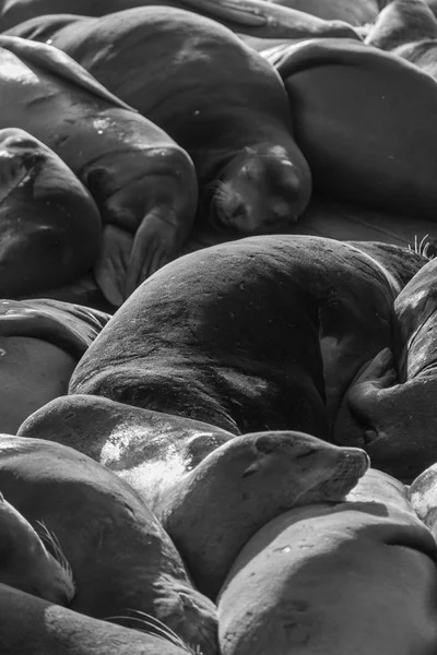 Pier Fishermen Wharf San Francisco Famous Due Its Sea Lions — Stock Photo, Image