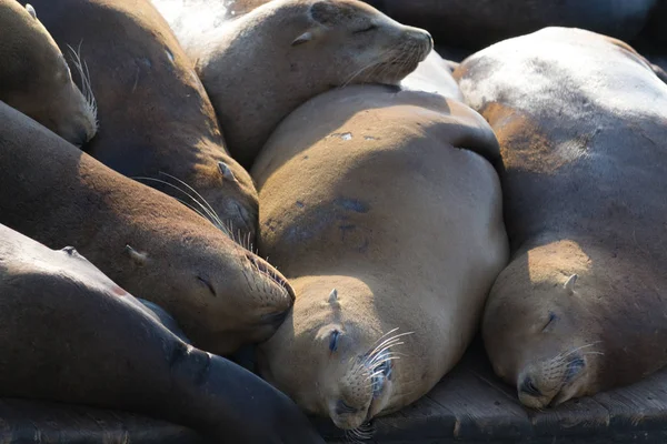 Muelle Muelle Pescadores San Francisco Famoso Debido Sus Leones Marinos —  Fotos de Stock