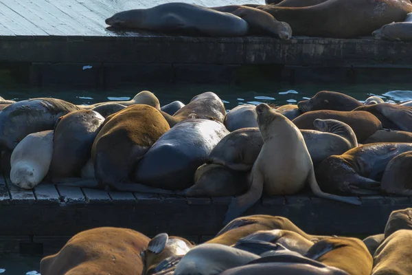 Muelle Muelle Pescadores San Francisco Famoso Debido Sus Leones Marinos —  Fotos de Stock