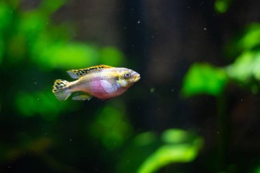 Gökkuşağı krib (Pelvicachromis pulcher) Nijerya ve Kamerun nehirlerdeki bulunabilir