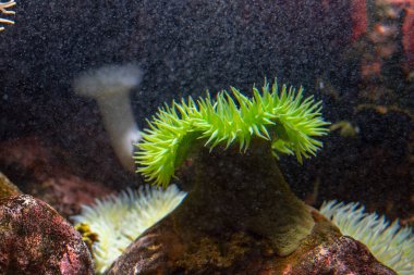 Bir kayaya bağlı dev yeşil anemon (Anthopleura xanthogrammica)