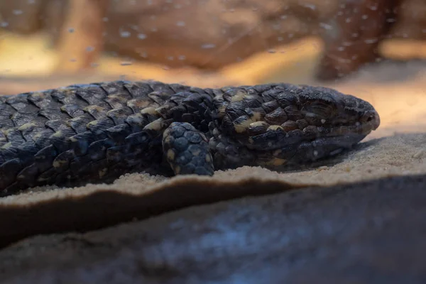 Skink Único Trachydosaurus Rugosus Perto — Fotografia de Stock