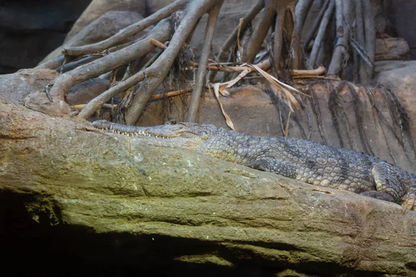 Crocodilo Água Doce Australiano Crocodylus Johnsoni — Fotografia de Stock