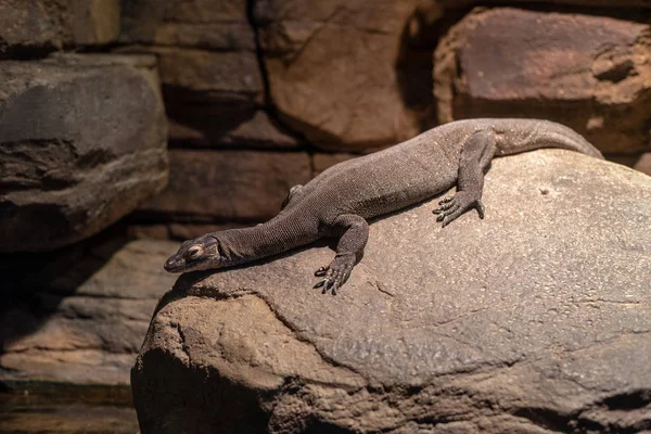 Mertens Monitor Água Varanus Mertensi — Fotografia de Stock