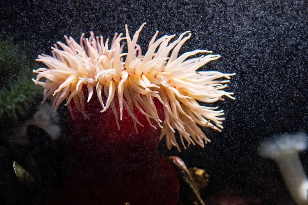 Anêmona Vermelha Aveludada Urticina Piscivora Também Conhecida Por Anêmona Que — Fotografia de Stock