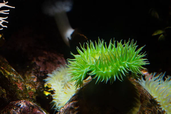 Giant Green Anemone Anthopleura Xanthogrammica Attached Rock — Stock Photo, Image