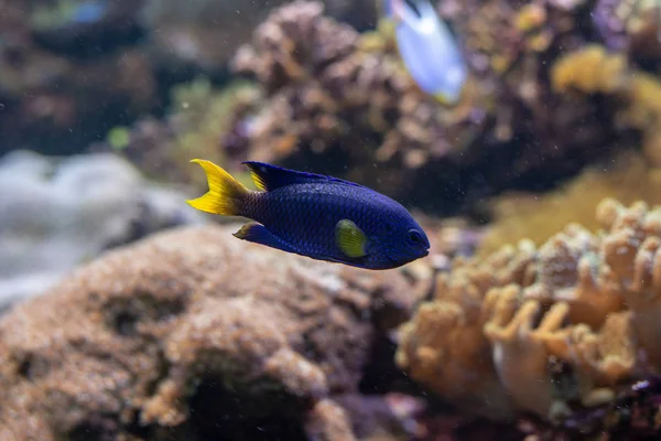 Blue Yellow Neon Damselfish Pomacentrus Coelestis — Stock Photo, Image