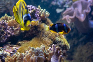 Sarıkuyruk palyaço balığı (Amphiprion clarkii) en ikonik balığın mercan resif