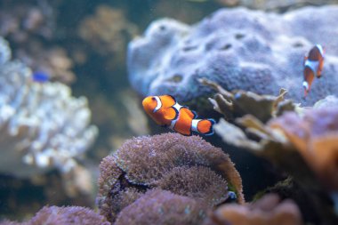 Tehlikede (Amphiprion ocellaris) mercan kayalığı en ikonik balık palyaço