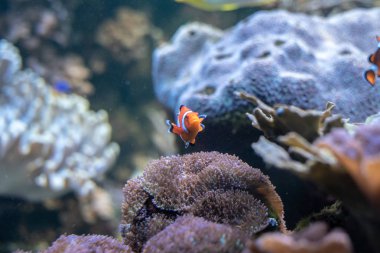 Tehlikede (Amphiprion ocellaris) mercan kayalığı en ikonik balık palyaço