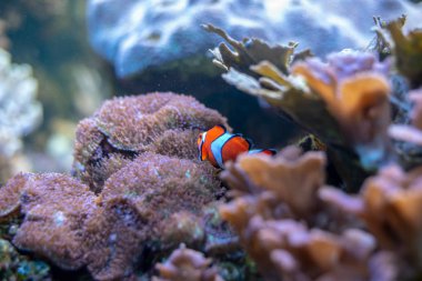 Tehlikede (Amphiprion ocellaris) mercan kayalığı en ikonik balık palyaço