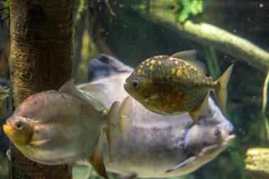 Prenses Çiklit tatlı su balık sürüsü