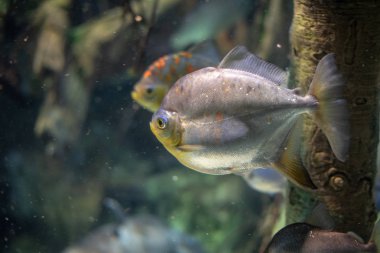 Prenses Çiklit tatlı su balık sürüsü