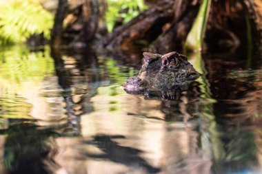 İkinci en küçük caiman düz önlü caiman (Paleosuchus trigonatus) olduğunu