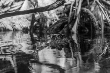 İkinci en küçük caiman düz önlü caiman (Paleosuchus trigonatus) olduğunu
