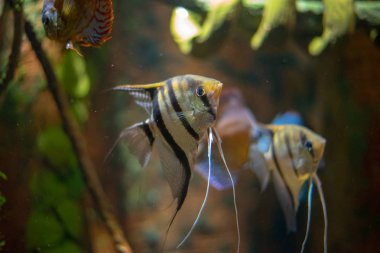 Melek balığı Çiklit (Pterophyllum spp) bir nehirde Yüzme