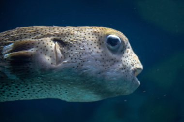 Derin okyanusta yüzmeye Blowfish