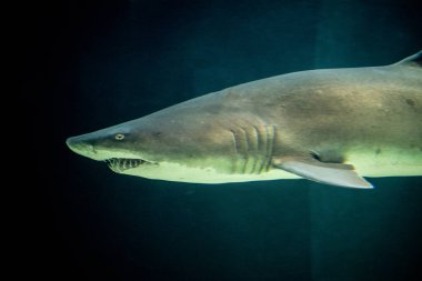 Kum kaplan köpek balığı (Carcharias taurus) değil insan kurban teyit