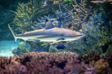 Siyah uçlu resif köpek balığı (Carcharhinus melanopterus) arasında en bol köpekbalığı türdür