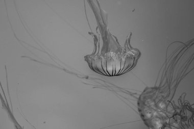 Okyanusta Kuzey Deniz otu (Chrysaora melanaster)