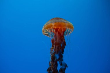 Şeffaf Japon deniz otu (Chrysaora pacifica)