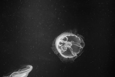 Ortak denizanası (Aurelia aurita) dünyada en yaygın olan