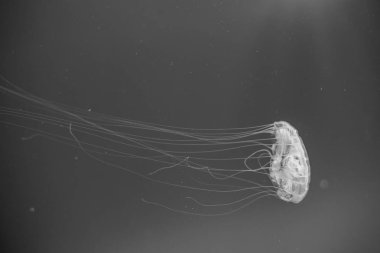 Mavi bankamatik üzerinden Atlantik deniz otu (Chrysaora quinquecirrha)