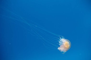 Mavi bankamatik üzerinden Atlantik deniz otu (Chrysaora quinquecirrha)