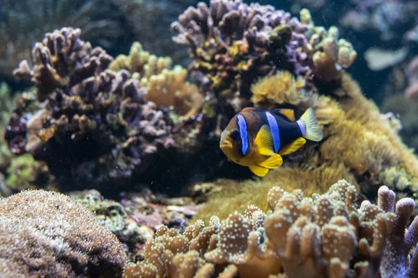 Yellowtail Clownfish Amphiprion Clarkii Most Iconic Fish Coral Reef — Stock Photo, Image